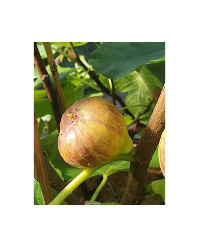 Bio Feigenbaum Bellone (*)