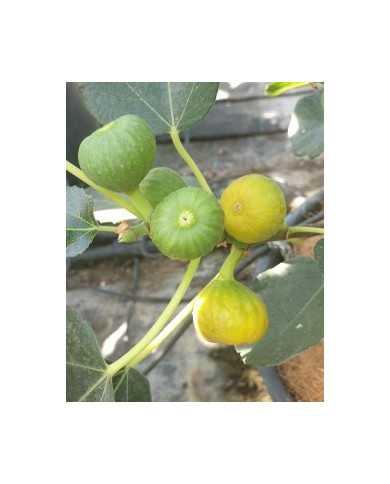 Bio Feigenbaum Bianchetta (*)