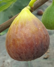 biofeigenbaumbifara biofeigenbaumbifara