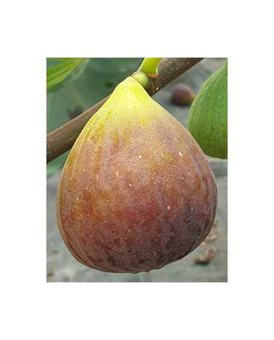 Bio Feigenbaum Bifara (**)