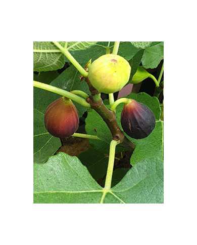 Bio Feigenbaum Black Celeste (*)