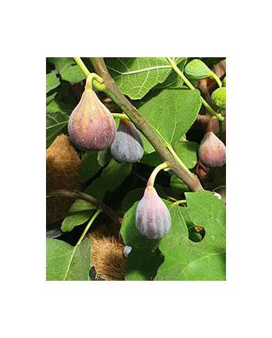 Bio Feigenbaum Black Celeste (*)