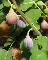 Bio Feigenbaum Black Celeste (*)