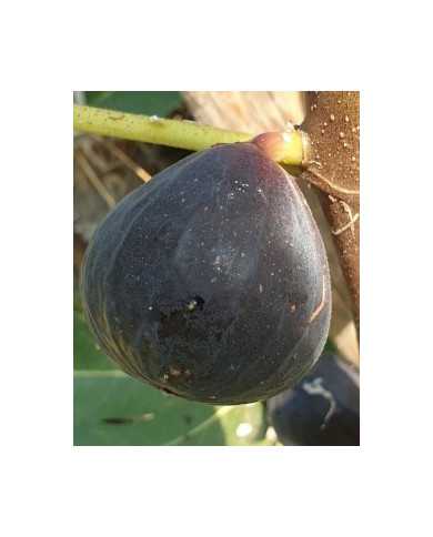 Bio Feigenbaum Black Donov (*)