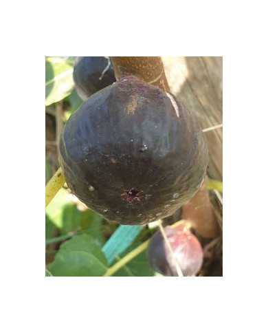 Bio Feigenbaum Black Donov (*)