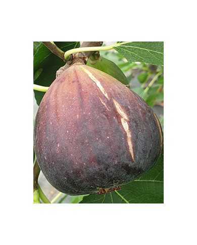 Bio Feigenbaum Black Jack (*)