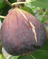 Bio Feigenbaum Black Jack (*)