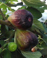 Bio Feigenbaum Black Jack (*)