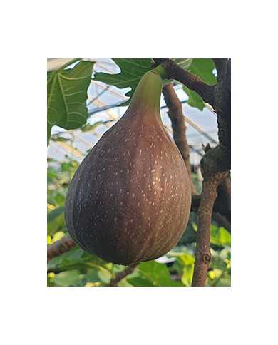 Bio Feigenbaum Black Jack (*)