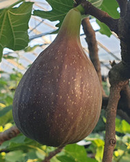 Bio Feigenbaum Black Jack (*)