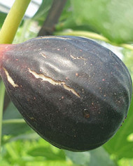 biofeigenbaumblackmission