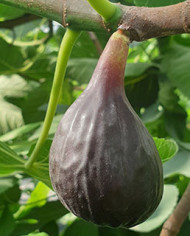 Bio Feigenbaum Black Mission (**)