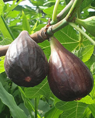 Bio Feigenbaum Black Mission (**)