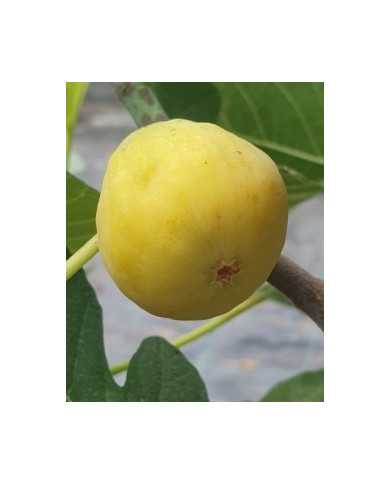 biofeigenbaumblanched`alsache