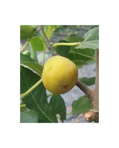 Bio Feigenbaum Blanche d`Alsache (*)