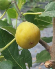 Bio Feigenbaum Blanche d`Alsache (*)