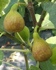 Bio Feigenbaum Bornholm's Diamant