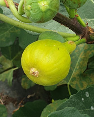 biofeigenbaumbourjasotteblanche