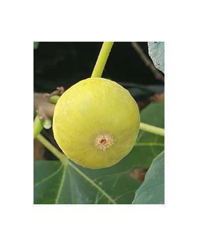 Bio Feigenbaum Bourjasotte Blanche (*)