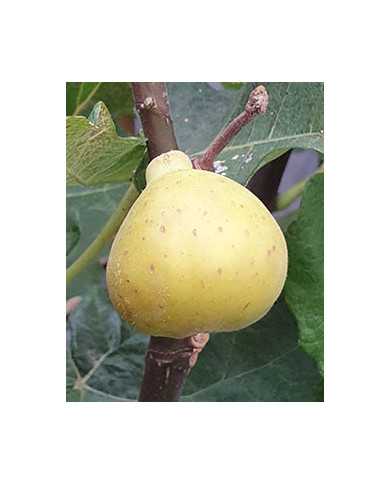 Bio Feigenbaum Bourjasotte Blanche (*)