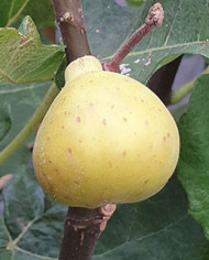 Bio Feigenbaum Bourjasotte Blanche (*)