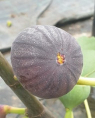 biofeigenbaumbourjasottenoire