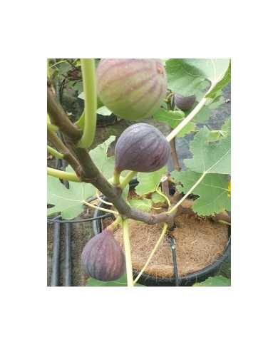 Bio Feigenbaum Bourjasotte Noire (*)