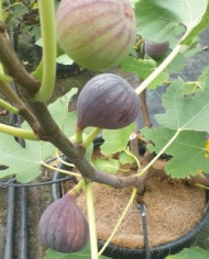 Bio Feigenbaum Bourjasotte Noire (*)