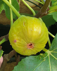 biofeigenbaumbozenerhausfeige biofeigenbaumbozenerhausfeige