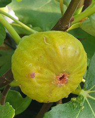 Bio Feigenbaum Bozener Hausfeige Bio Feigenbaum Bozener Hausfeige