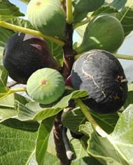 Bio Feigenbaum Brogiotto Nero (*)