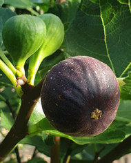 Bio Feigenbaum Brogiotto Nero (*)