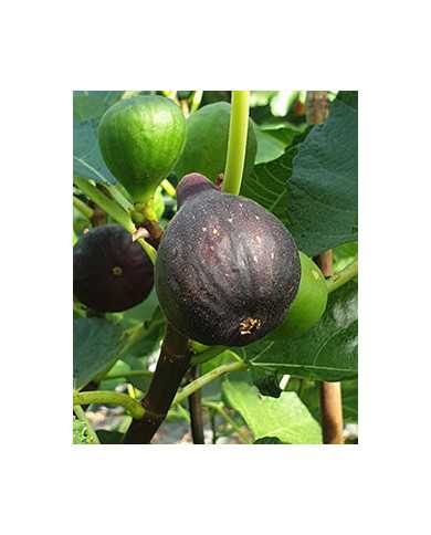 Bio Feigenbaum Brogiotto Nero (*)