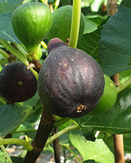 Bio Feigenbaum Brogiotto Nero (*)