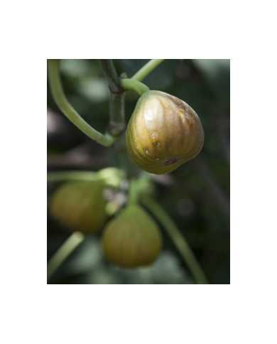 biofeigenbaumbtgroßenzersdorfer