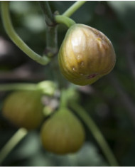 biofeigenbaumbtgroßenzersdorfer