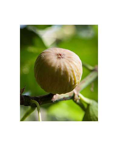 Bio Feigenbaum BT Hietzinger