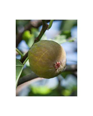 biofeigenbaumbtschawerda