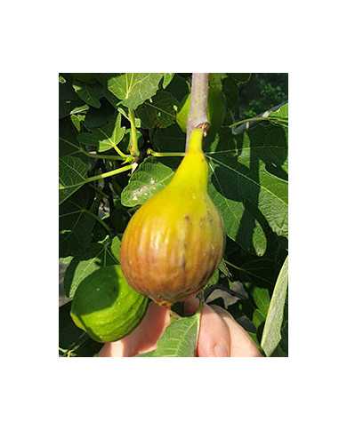 Bio Feigenbaum BT Steirerfeige