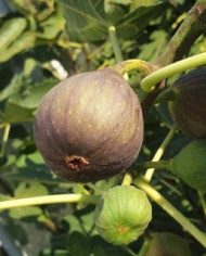 Bio Feigenbaum BT Süßer Georg, Sweet George