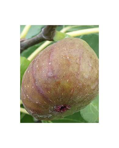 Bio Feigenbaum BT Vorarlberger