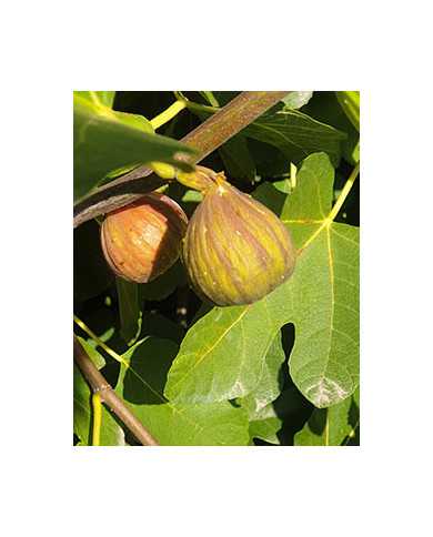 Bio Feigenbaum BT Vorarlberger