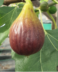 Bio Feigenbaum Büchlis Fund (*)