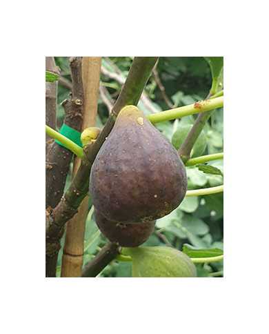 biofeigenbaumbulgarische