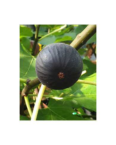 biofeigenbaumcastelfranc