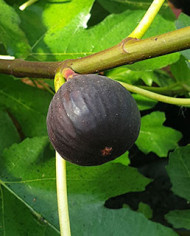 Bio Feigenbaum Castel Franc (**)