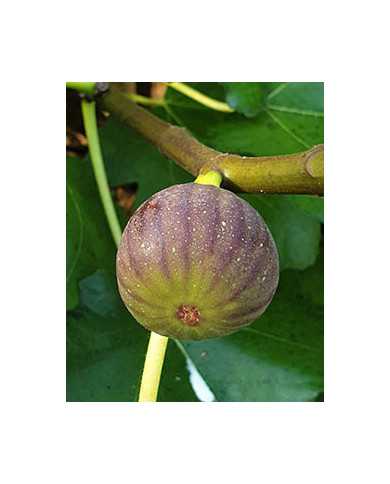 Bio Feigenbaum Castel Franc (**)