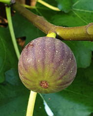 Bio Feigenbaum Castel Franc (**)