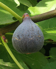 Bio Feigenbaum Castel Franc (**)