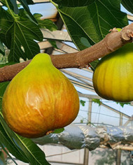 Bio Feigenbaum Castle Kennedy (*) Bio Feigenbaum Castle Kennedy (*)